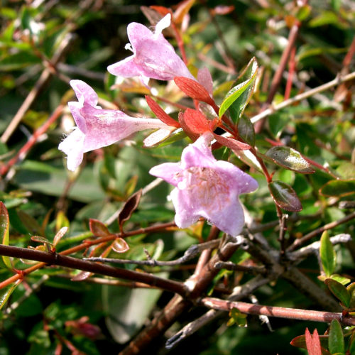 Abelia