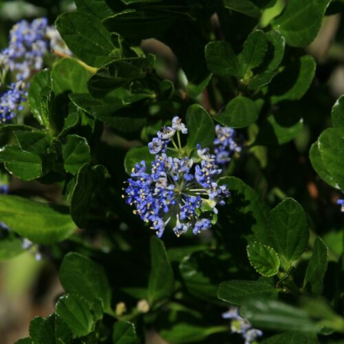 Ceanothus (ceanothes persistants)