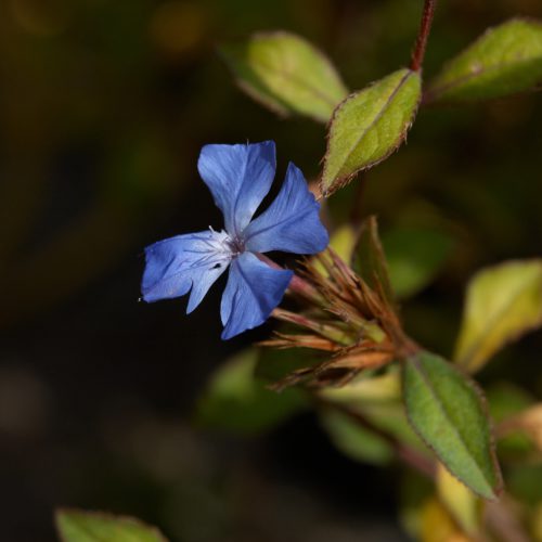 Ceratostigma