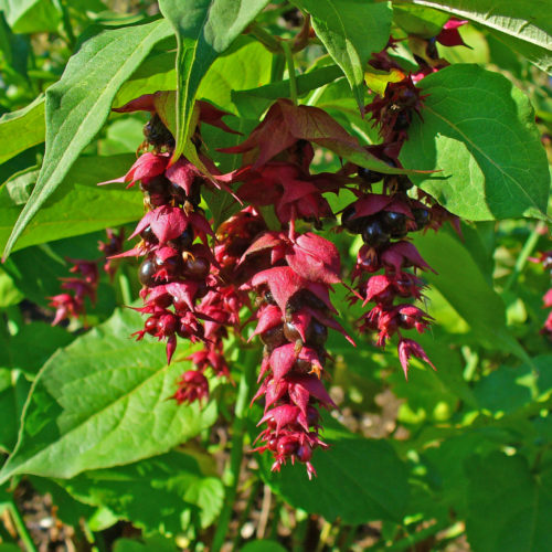 Leycesteria