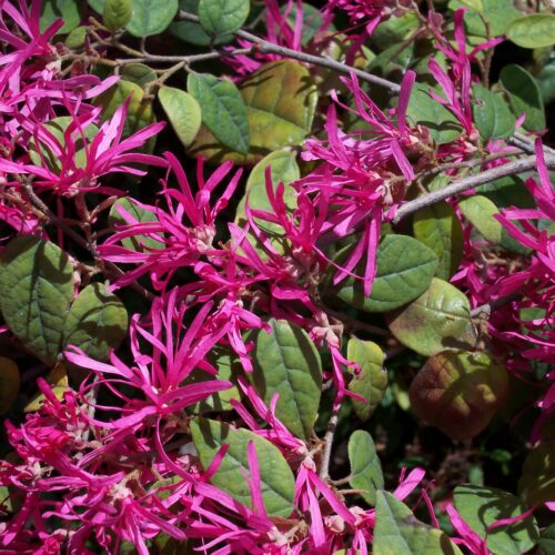 Loropetalum