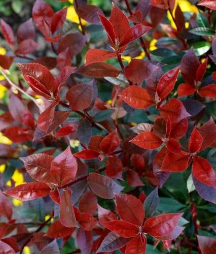 Photinia