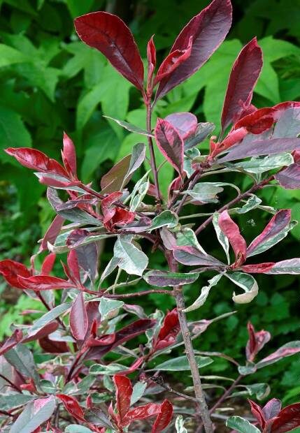 Fraseri 'Pink Marble'®