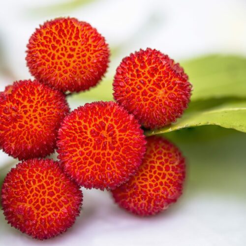 Arbutus