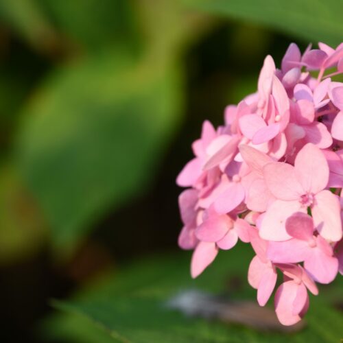 Hydrangea