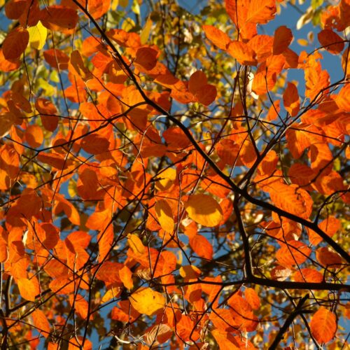 Amelanchier