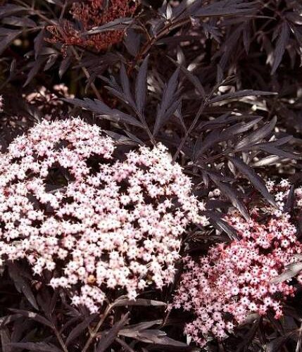 Sambucus