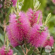 Callistemon viminalis Hot Pink