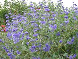 Caryopteris