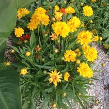 Coreopsis Grandiflora Corex Yellow®