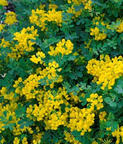 Coronilla