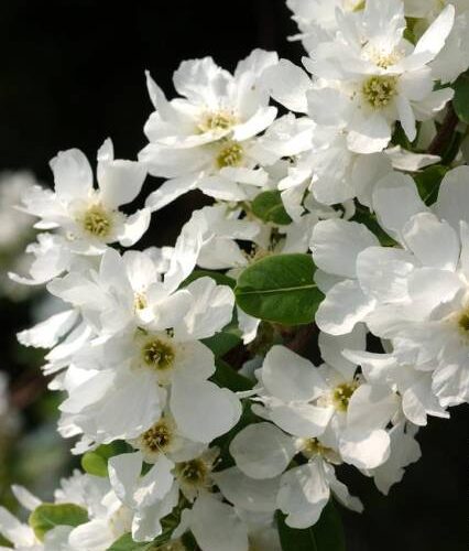Exochorda