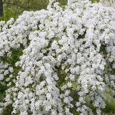 Exochorda macrantha The Bride