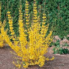 Forsythia