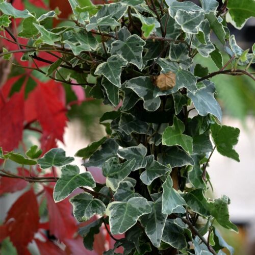 Hedera (Lierre)