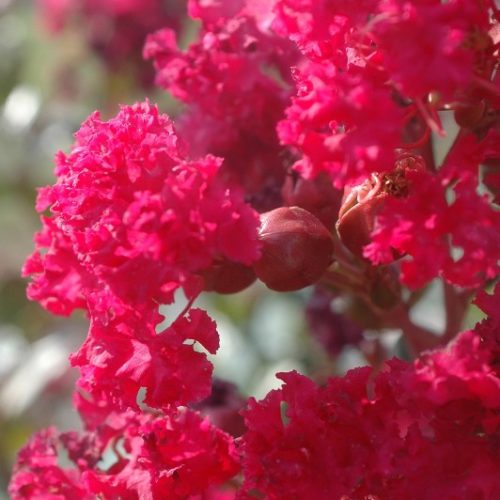 Lagerstroemia