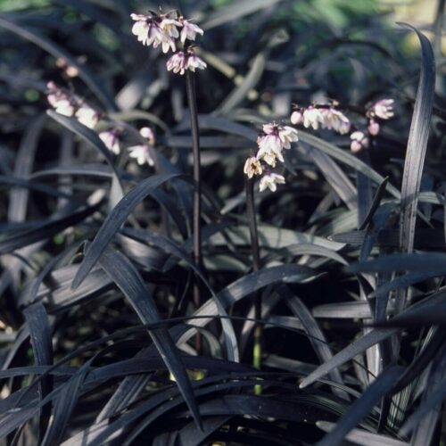 Ophiopogon