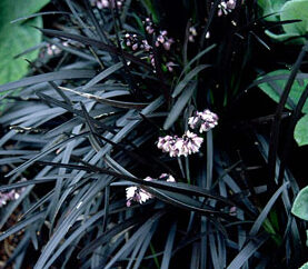 Ophiopogon