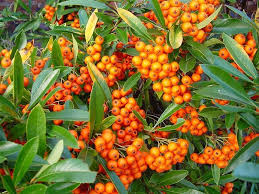 Pyracantha