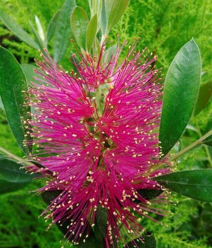 Callistemon