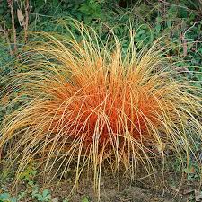 Carex