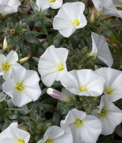 Convolvulus