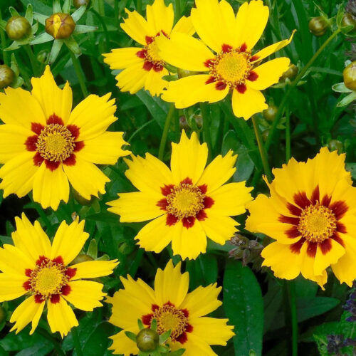 Coreopsis