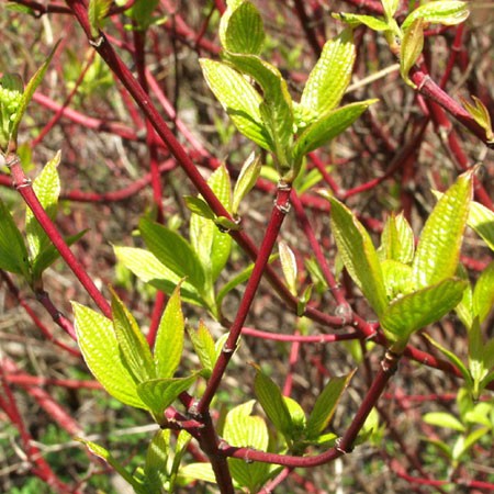 Cornus