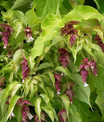 Leycesteria