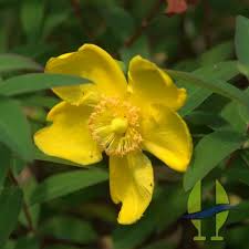 Hypericum