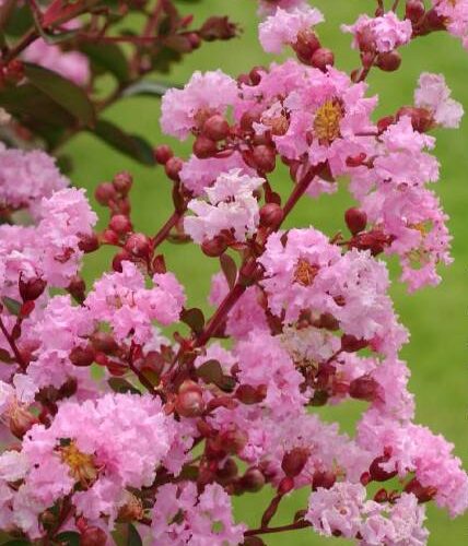 Lagerstroemia