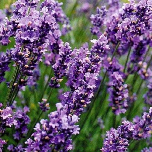Lavandula