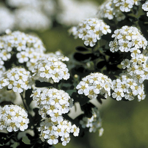 Spiraea