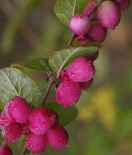 Symphoricarpos