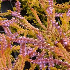 Calluna