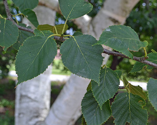 Betula