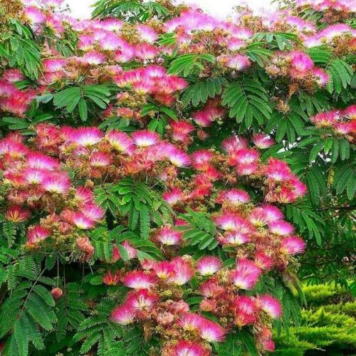 Albizia