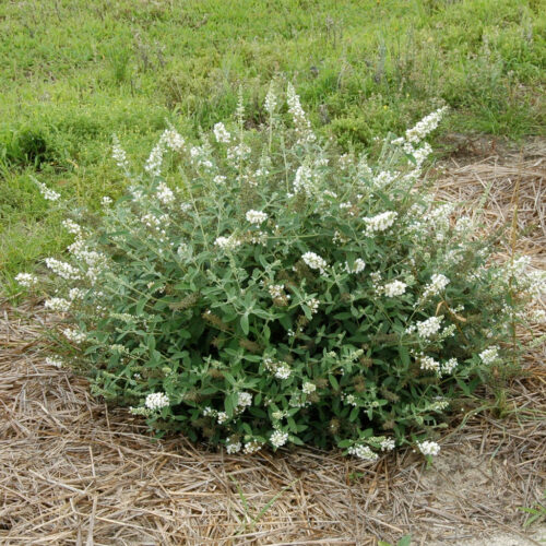 Buddleia