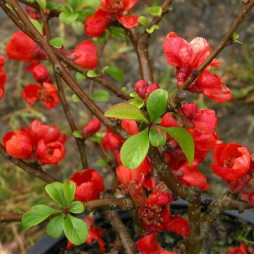 Chaenomeles