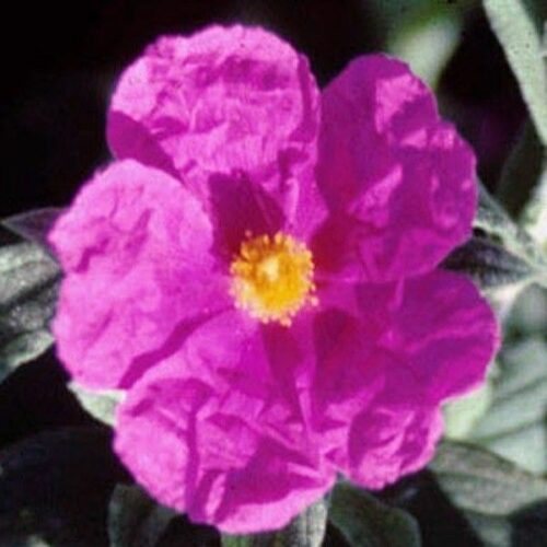 Cistus