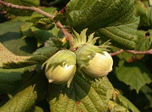 Corylus