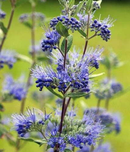 Caryopteris