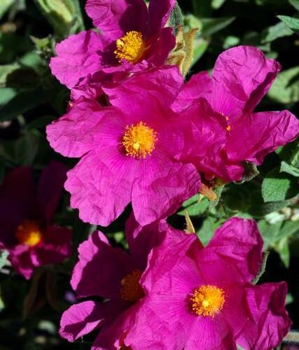 Cistus
