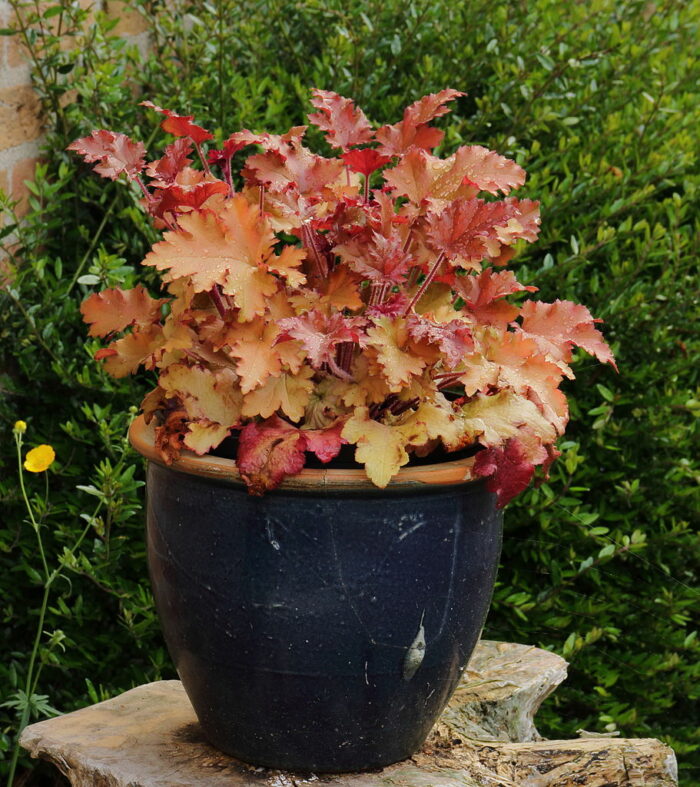 Micrantha Marmalade