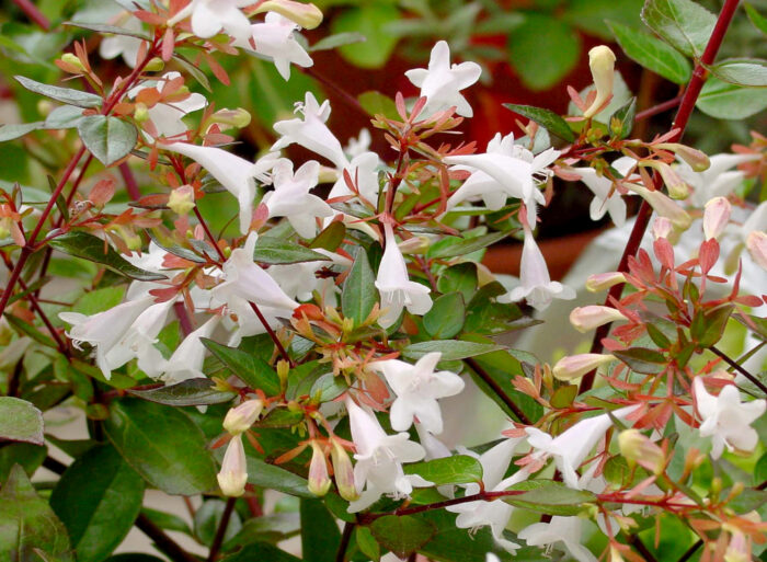 Grandiflora