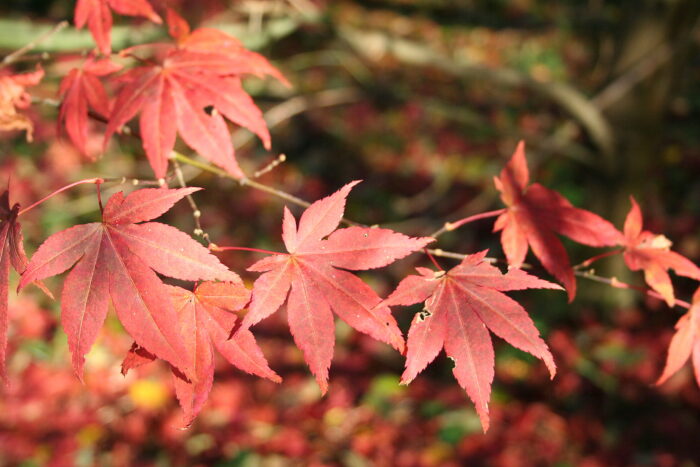 Palmatum Atropurpureum