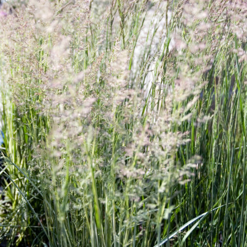 Calamagrostis