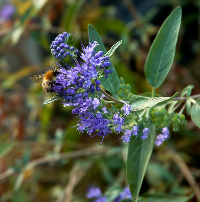 Clandonensis Grand Bleu®