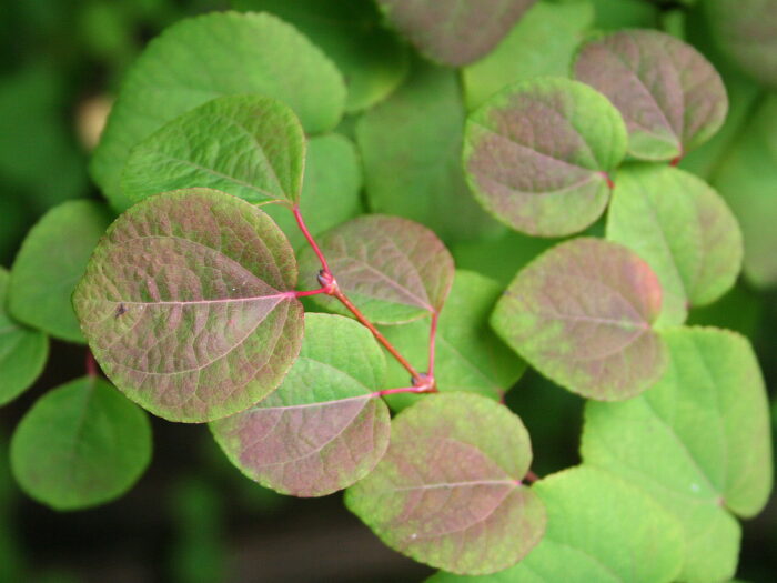Japonicum