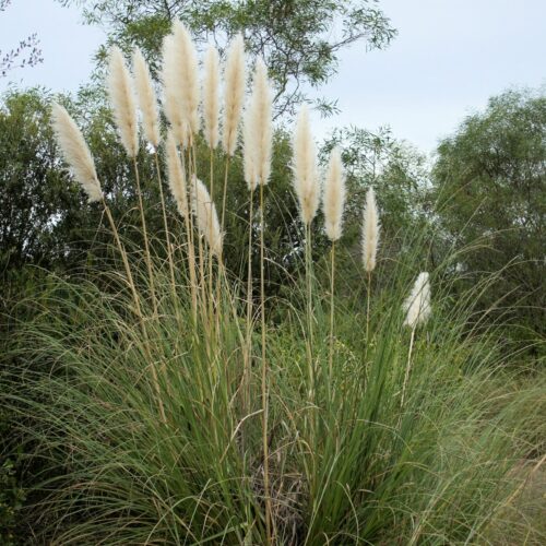 Cortaderia